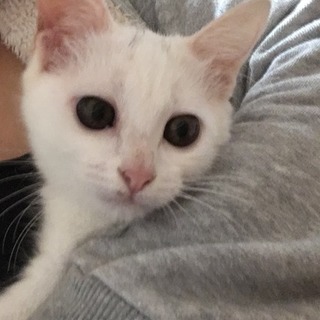 三点マロ模様白ねこの女の仔　チロリン 一時停止