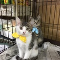 ☆トライアル決定♡キジ白ぱっつん前髪♂☆