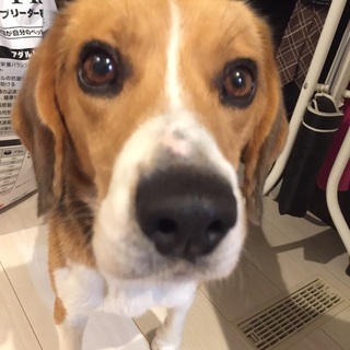 メッサ性格の良いビーグルの男の子☆4～５歳位