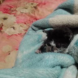 乳歯が生えました