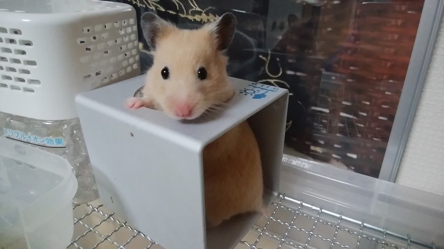 キンクマハムスター赤ちゃん 広島県 小動物の里親募集 1574 ペットのおうち 月間利用者150万人