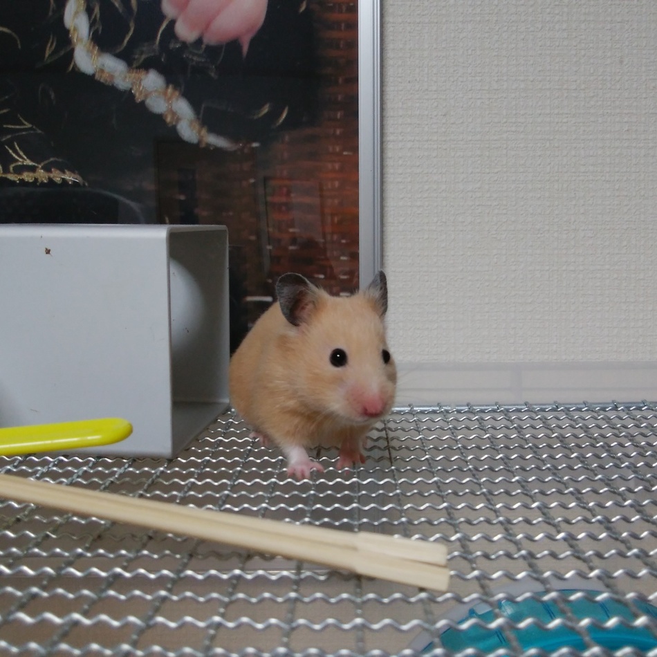 くまこのカバー写真