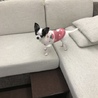 しょーせー