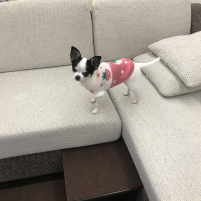 しょーせーのカバー写真
