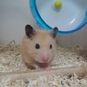 キンクマハムスター赤ちゃん サムネイル2