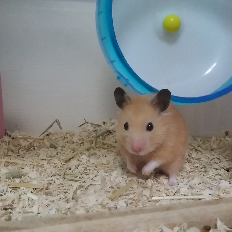 きんたのカバー写真