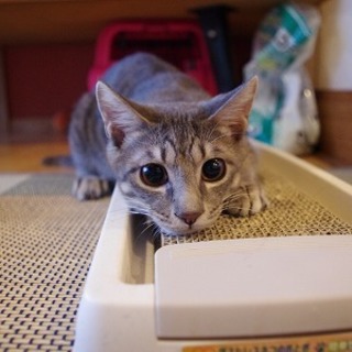 グレートラの男の子　里親様募集中