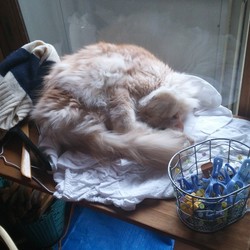 己の道をゆく!!(｀・ω・´)