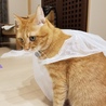 騒いでると急に我にかえる『あれ？ボク何してたっけ？』