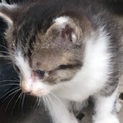 保護した子猫