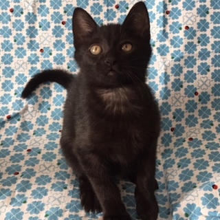 明るく元気な黒猫男子です！