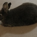 癒されてください