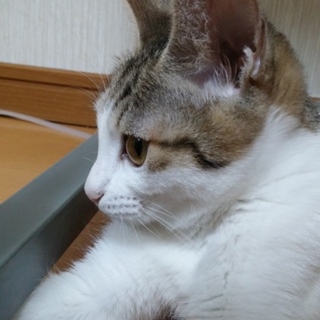 可愛いキジ白！