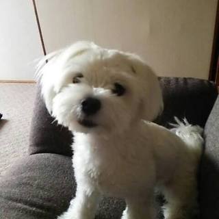 ※募集停止※可愛いマルチーズ×ポメ