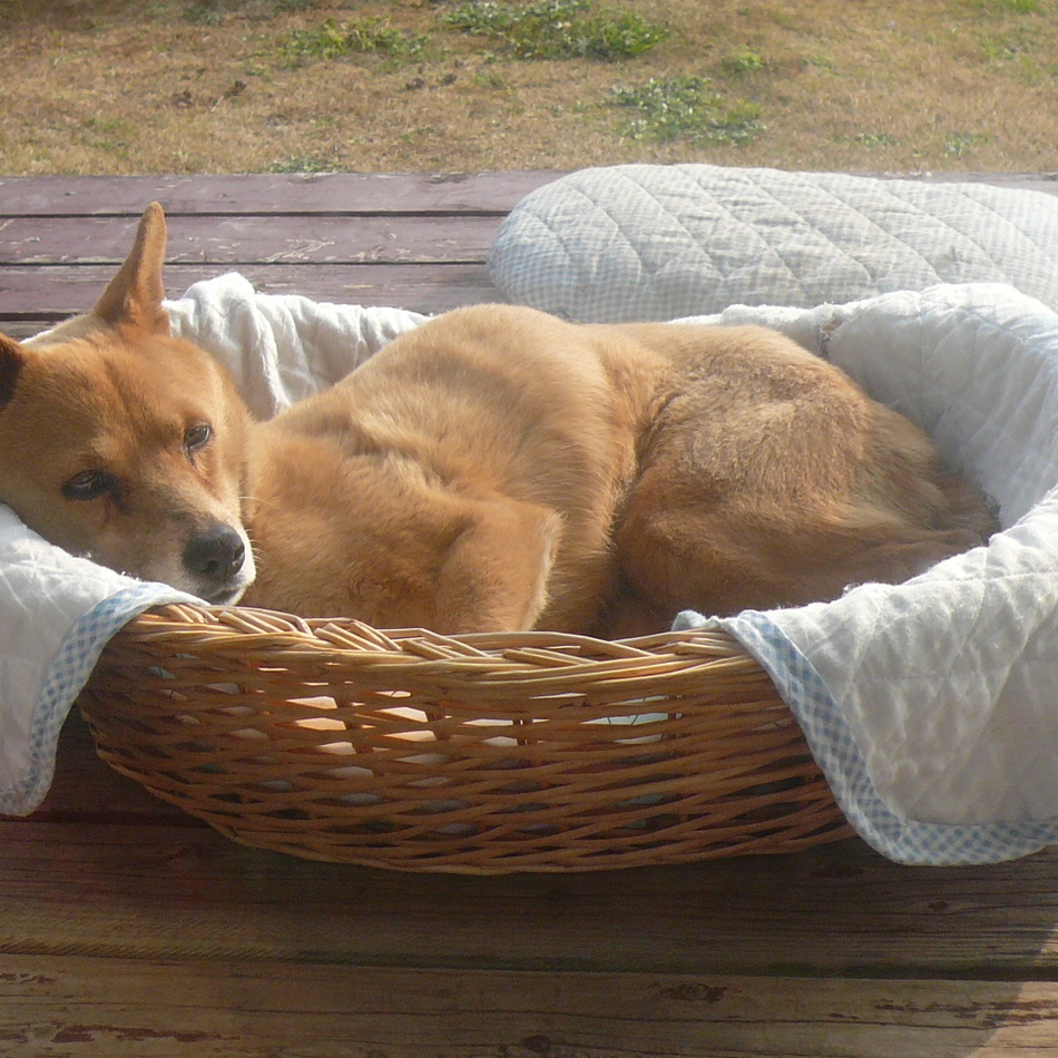 チョコのカバー写真