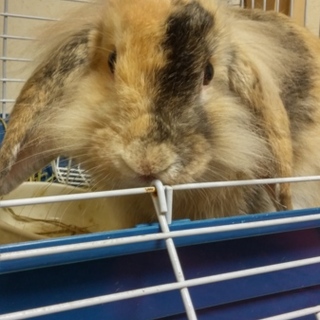 《交渉中》保護うさぎ　ハオ　