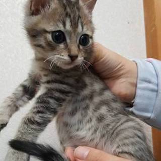 かわいいキジトラの男の子