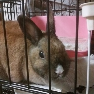 ネザーラビットの里親募集