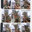子猫の里親募集