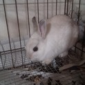 ネザーラビットの里親募集