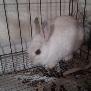 ネザーラビットの里親募集
