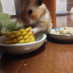 「部屋散歩」サムネイル2