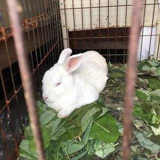 保護ウサギ・ゆばちゃん