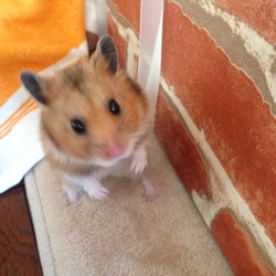 「部屋散歩」サムネイル3