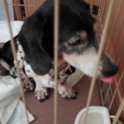 会陰ヘルニアの手術①