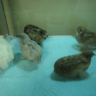 ヒメウズラ１０羽