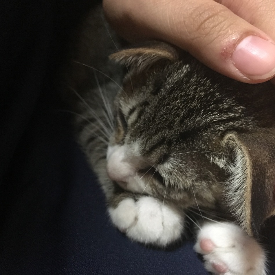 みらいのカバー写真