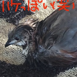 びしょびしょうぴぴ。