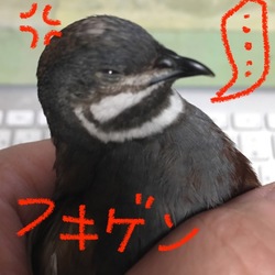 「びしょびしょうぴぴ。」サムネイル2