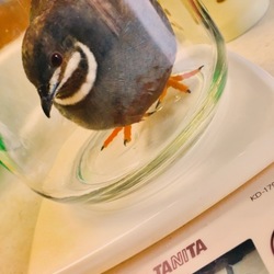 「びしょびしょうぴぴ。」サムネイル3