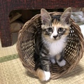 里親募集