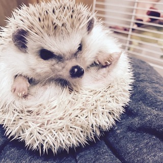 ハリネズミ♀」高知県 - 小動物の里親募集(183591) :: ペットのおうち