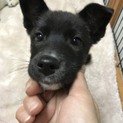 交渉中
