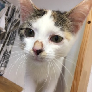 パフェ　4か月の女の子