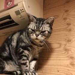 NPO法人 にゃいるどはーと 保護猫譲渡会 サムネイル2