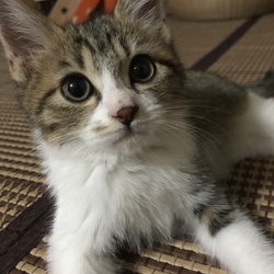 NPO法人 にゃいるどはーと 保護猫譲渡会 サムネイル3