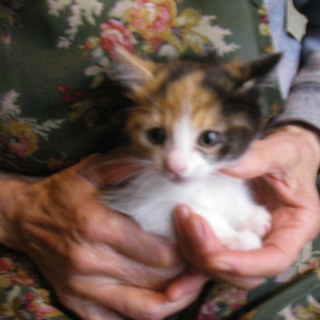 可愛い三毛の子猫です。