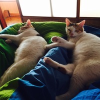 トムトム ナナ