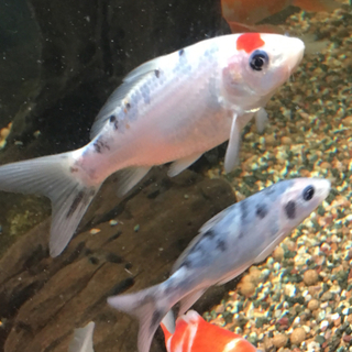 錦鯉の稚魚を大事にしてくれる方を募集
