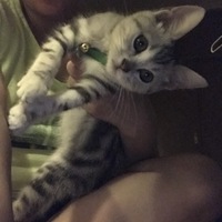 トラえもん