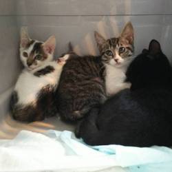 10月28日(土)に愛知県蒲郡市で猫の譲渡会！