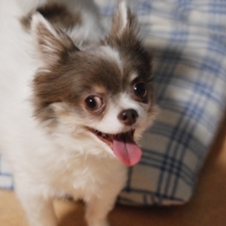 里親様が決まりました♪