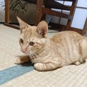 元気なチャトラの男の子です(去勢手術予定あり)
