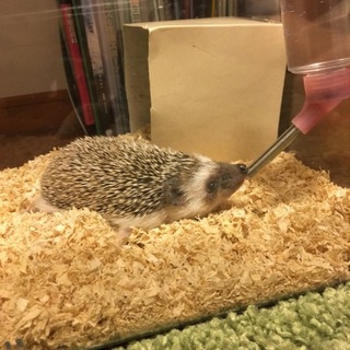 里親募集中です！アクティブで可愛い子です。