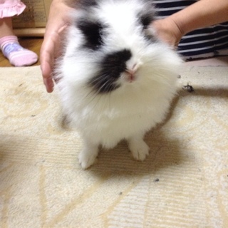 ライオンラビットが少し入ったミニウサギです　