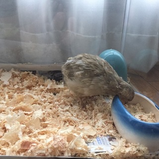 うずら♂ 千葉 八千代市